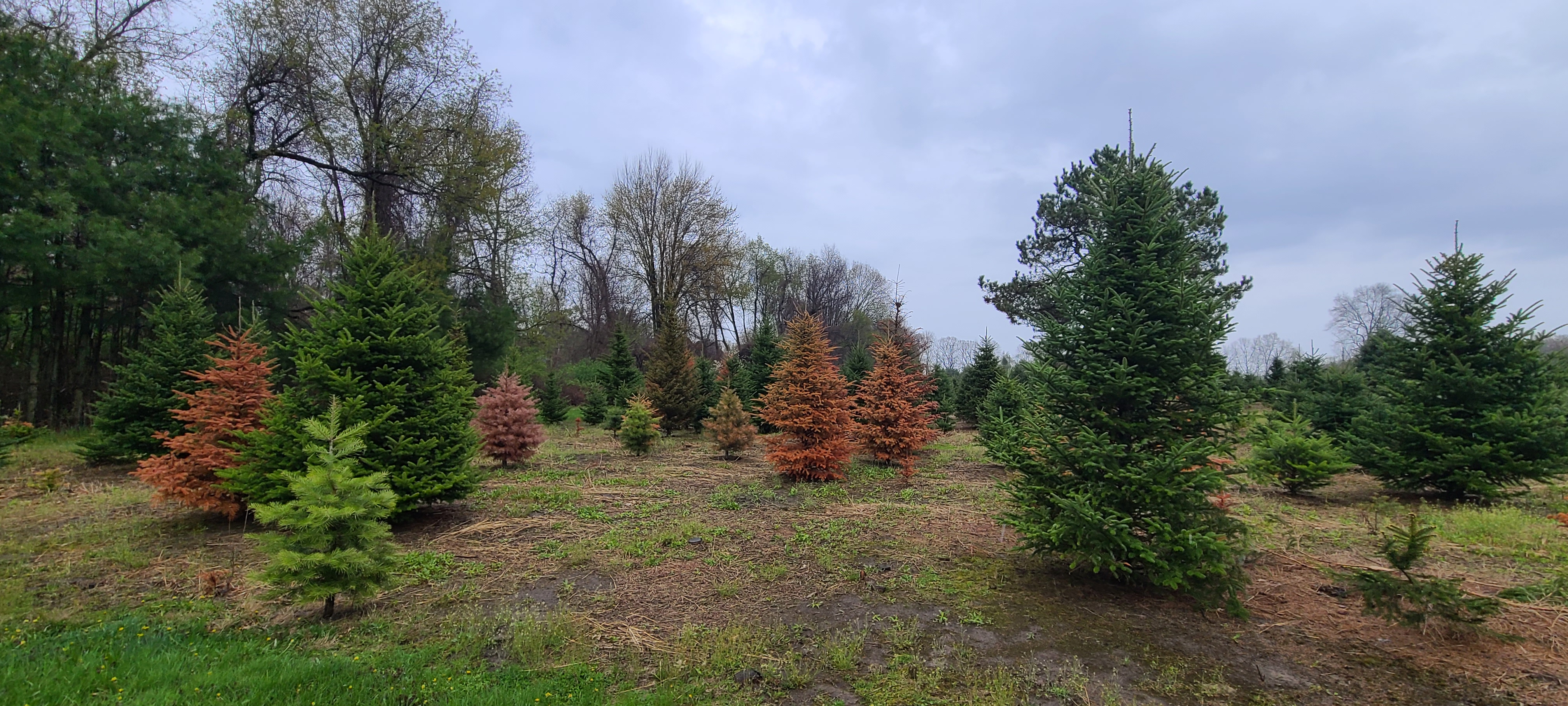 Several Christmas trees in a field, with a few having brown needles due to Phytophthora root rot.